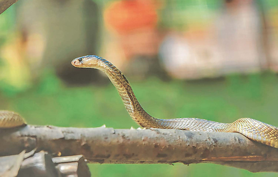 As snakes slither to higher climes, Nepal expands snakebite treatment centres to hill districts