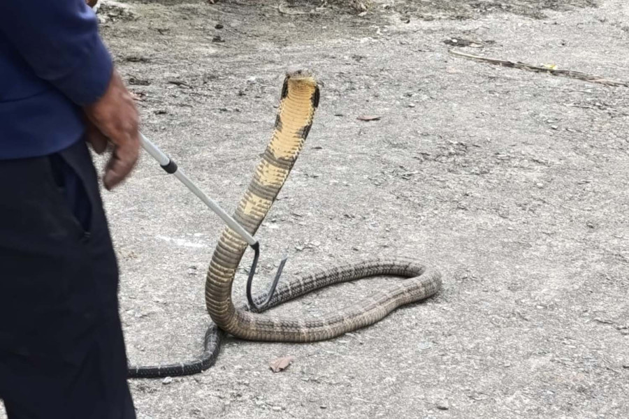 As temperatures rise, highly venomous snakes start adapting to higher altitudes