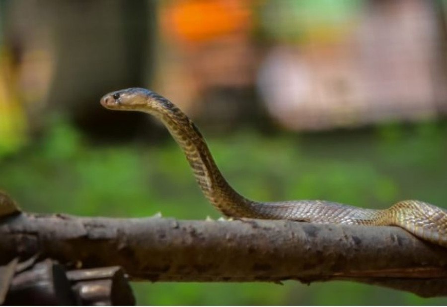 School teacher dies of snakebite in Dang