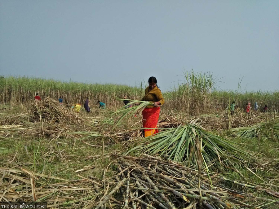 Sugarcane farmers settle for reduced subsidy amid political uncertainty