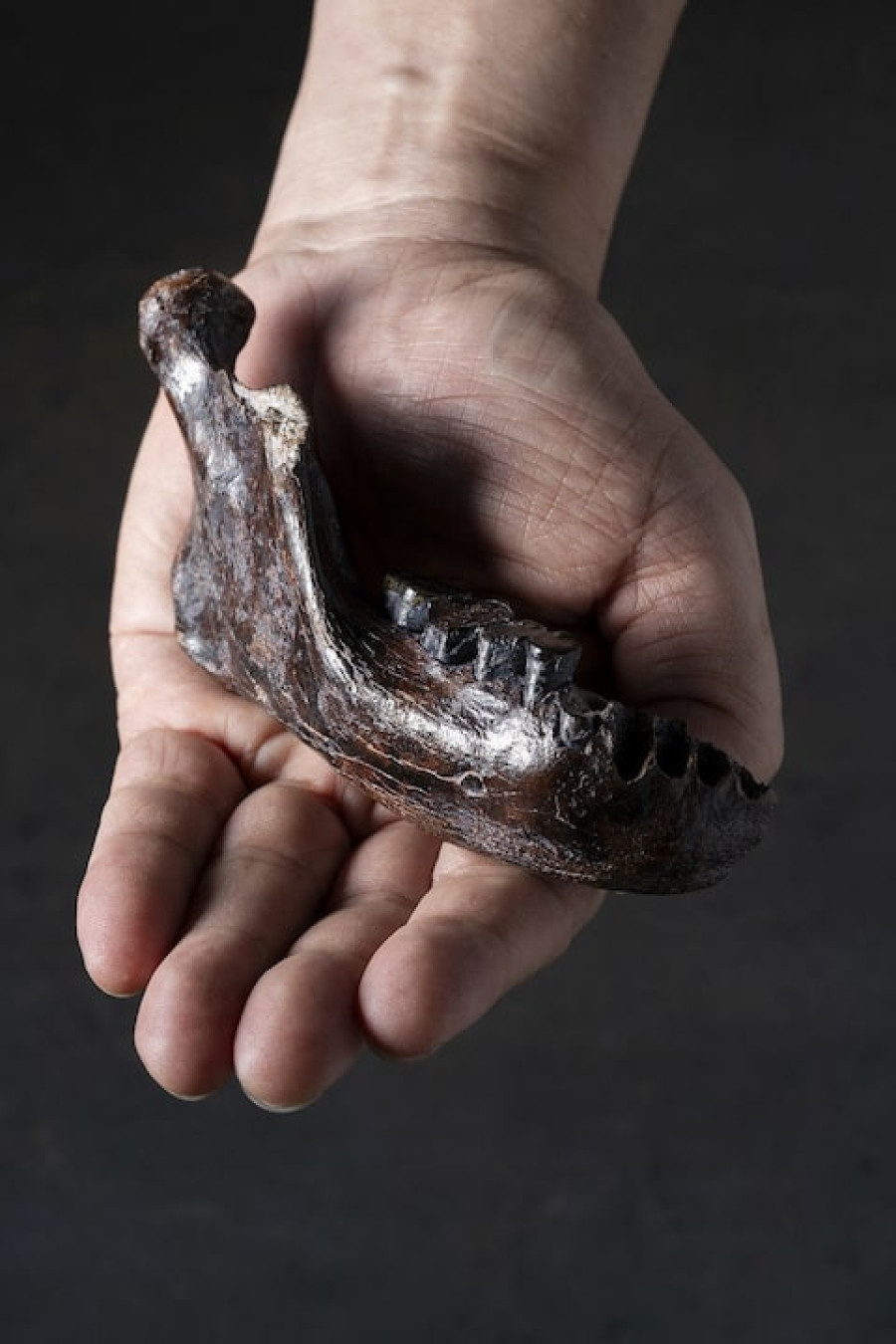 Jawbone from Taiwan shows geographic reach of enigmatic archaic humans