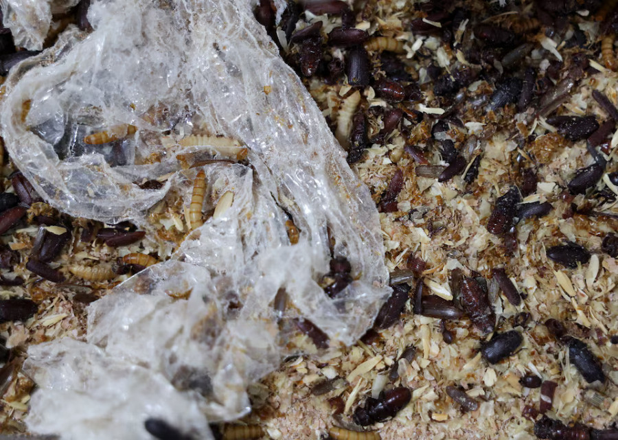 Serbian scientists experiment with mealworms to degrade polystyrene
