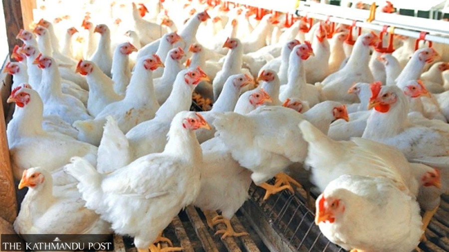 Bird flu hits 162 poultry farms; Rs507 million paid in compensation
